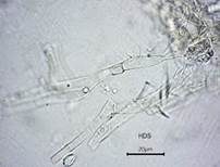 Blasser Adermoosling, Foto 23