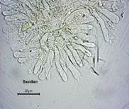 Blasser Adermoosling, Foto 31