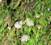 Blasser Adermoosling, Foto 5