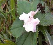 Blasser Adermoosling, Foto 7