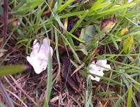Blasser Adermoosling, Foto 8
