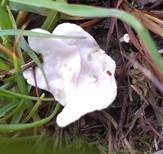 Blasser Adermoosling, Foto 9