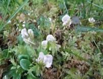 Blasser Adermoosling, Foto 11