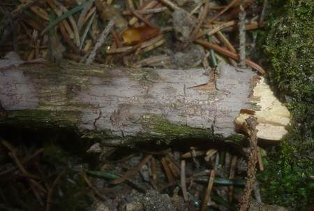 Nadelholz-Zystidenrindenpilz, Foto 3