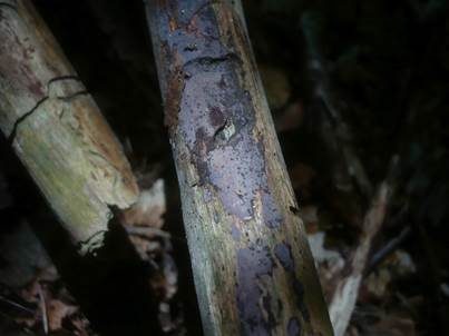Nadelholz-Zystidenrindenpilz, Foto 4