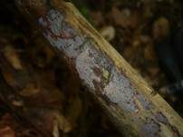 Nadelholz-Zystidenrindenpilz, Foto 10