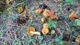 Nadelschüppling, Foto 12