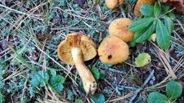 Nadelschüppling, Foto 13