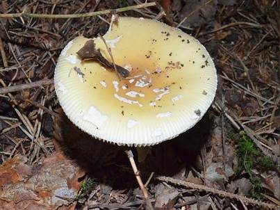 Narzissengelber Wulstling, Foto 3