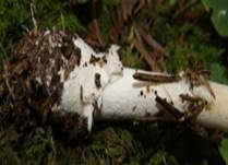 Narzissengelber Wulstling, Foto 23