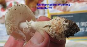 Narzissengelber Wulstling, Foto 27