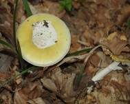 Narzissengelber Wulstling, Foto 40