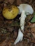 Narzissengelber Wulstling, Foto 41