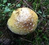 Narzissengelber Wulstling, Foto 43