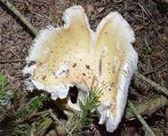 Narzissengelber Wulstling, Foto 44