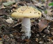 Narzissengelber Wulstling, Foto 47