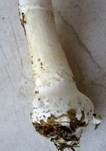 Narzissengelber Wulstling, Foto 49