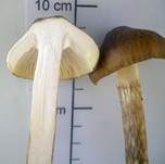 Natternstieliger Schneckling, Foto 30