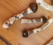 Natternstieliger Schneckling, Foto 9