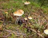 Natternstieliger Schwefelkopf, Foto 23