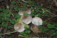Nebelkappe, Foto 51