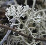 Neigende Strauchflechte, Foto 6