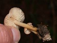 Nelkenschwindling, Foto 13