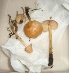 Nelkenschwindling, Foto 15