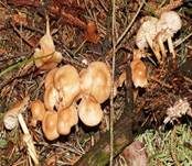 Nelkenschwindling, Foto 16