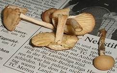 Nelkenschwindling, Foto 17