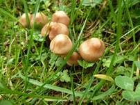 Nelkenschwindling, Foto 24