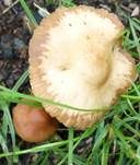 Nelkenschwindling, Foto 26