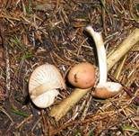 Nelkenschwindling, Foto 27