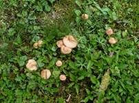 Nelkenschwindling, Foto 31