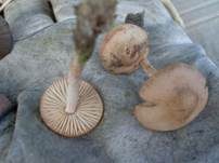 Nelkenschwindling, Foto 40
