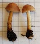 Nelkenschwindling, Foto 45