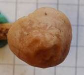 Nelkenschwindling, Foto 46