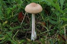 Nelkenschwindling, Foto 55