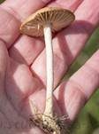 Nelkenschwindling, Foto 70