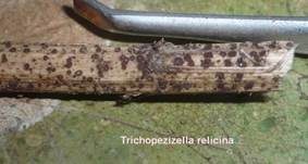 Nestförmiges Haarbecherchen, Foto 4