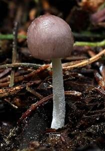 Netzaderiger Mistpilz, Foto 6