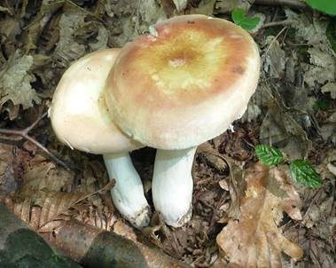Netzflockiger Rosatäubling, Foto 6