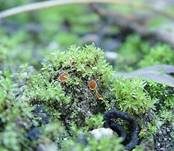 Netzsporiger Moosling, Foto 12