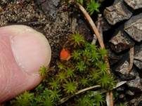 Netzsporiger Moosling, Foto 14