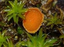 Netzsporiger Moosling, Foto 17