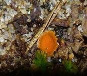 Netzsporiger Moosling, Foto 31