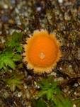 Netzsporiger Moosling, Foto 35