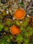 Netzsporiger Moosling, Foto 36