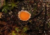 Netzsporiger Moosling, Foto 38