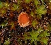 Netzsporiger Moosling, Foto 39
